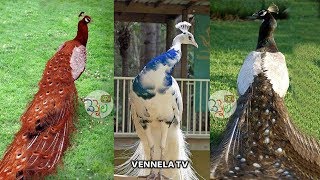 Beautiful amp Rare Peacocks in the World  Never Seen this Peacocks  VENNELA TV [upl. by Lesli]