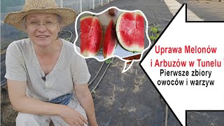 Jak uprawiam melony i arbuzy w tunelu Zbiory pierwszych owoców i warzyw Sielski Ogród [upl. by Ulphiah]