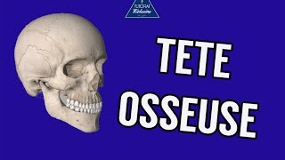 Tutorat Anatomie 3  TeÌ‚te osseuse [upl. by Adnuhs243]