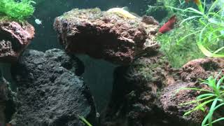 New Fish And Christmas Moss 81424 One Female Swordtail And Two Coral Wag Platies [upl. by Spiro]