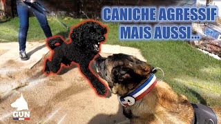 CANICHE AGRESSIF MAIS AUSSI [upl. by Ona629]