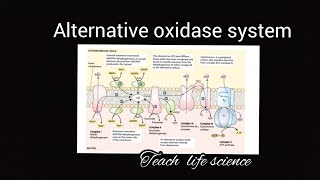 Alternative oxidase system Cyanide Resistant Respiration [upl. by Alrrats]