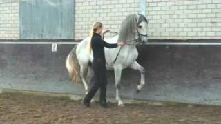 Piaffe  Dressage horse  Academical Training [upl. by Aldous]