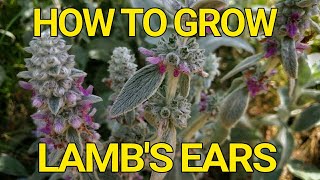 How to grow Lambs Ears Stachys Byzantina [upl. by Thaddeus267]