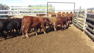 Wando Weaners 9th July 2 [upl. by Nyrhtakyram434]