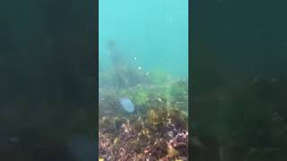 Iridescent jellyfish in Halifax Nova Scotia  Pleurobrachia [upl. by Rellia]