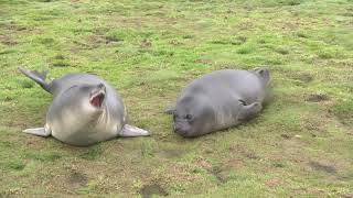 Oscar awardwinning performers Rolypoly Elephant Seal pups act up for the camera [upl. by Ailehpo]