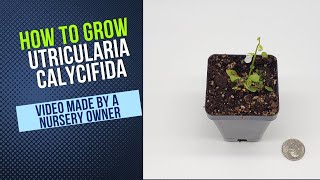 How to Grow and Propagate Utricularia Calycafida Carnivorous Plant Grow Guide [upl. by Georgetta]