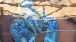 Blue Lobster at Marine Center Shippagan New Brunswick [upl. by Balcer]