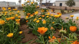 How to grow calendula plant calendula plant ko keshy lagayegrowing calendula 2024 [upl. by Erastus]