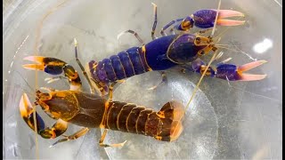 How to Breed Crawfish for Profit Unlocking Rare Colors [upl. by Broeker]