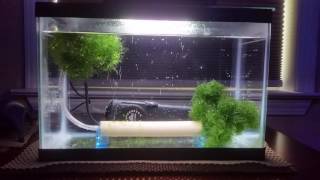 Copepod culture setup [upl. by Salas830]