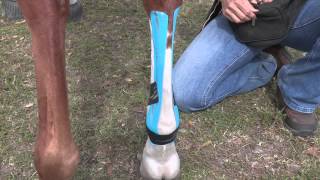 EquiTaping a Suspensory Ligament amp Providing Tendon Support [upl. by Oinotnas804]