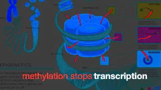 Gene Expression Review Song [upl. by Ahsata]