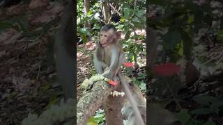 Little Monkey eat flower monkey monkeylove naturemonkey shortvideo [upl. by Ahsilahk]