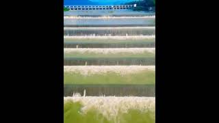 Sikaser Waterfall Video  District Gariyaband  Cg  Kn 008 [upl. by Suravart]