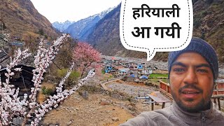 पहाड़ों में पेड़ों पर फूल लगने शुरू हो गये  Pahadi Lifestyle Vlog  Gaurav Chauhan [upl. by Emanuel]