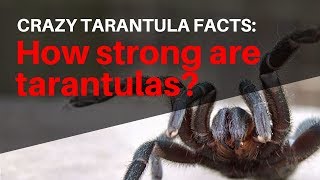 Crazy Tarantula Facts How Strong Are Tarantulas [upl. by Ailasor]