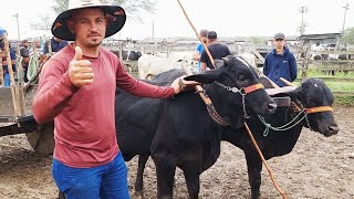 FEIRA DO GADO EM CACHOEIRINHAPE nordeste 18082022 [upl. by Madelena]