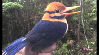 The Moustached Kingfisher [upl. by Osanna]