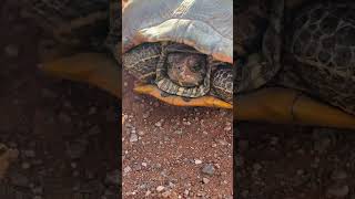 Large River Turtle found roadcruising [upl. by Nikolia]