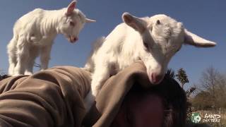 Klettern amp Kuscheln Gute Laune mit Ziegenlämmern Ärnie amp Bärt im Land der Tiere [upl. by Holzman]