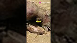 Montauk Monster sciencefacts shorts [upl. by Aehc]