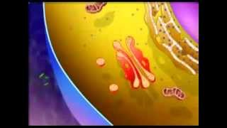 Cell Organelles And Their Function Animation BOTH 3D AND MICROSCOPIC VIEWS [upl. by Bertilla]