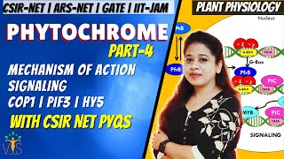 Phytochrome 4  Phytochrome CSIR NET  Phytochrome Signaling  Plant Physiology CSIR NET PYQ [upl. by Zoarah]