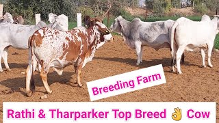 👍Top Breed Tharparker Cow amp Heifers amp Rathi Cow Available [upl. by Itirp384]