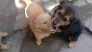 8 week old german shepherdgolden retriever mix puppies are trained obedient balanced temperament [upl. by Ssalguod773]