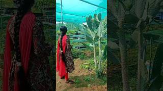 Opuntiapricklypearనాగజేముడుsravanisagar agricollege farming education dragonfruittrending [upl. by Shank692]