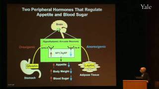 Surviving Starvation The GhrelinGrowth Hormone Axis Pt I [upl. by Hajidak]