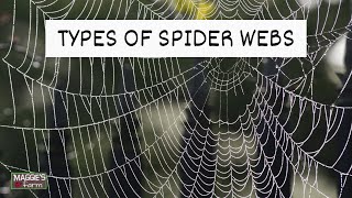 Types of Spider Webs [upl. by Akihsay]