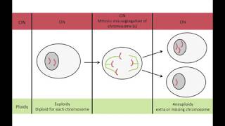 BioEssays CIN and Aneuploidy Different Concepts Different Consequences [upl. by Lehacim]