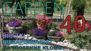 GARDEN 40  Tulipany czas sadzić  Marcinki Astry bylinowe  Niezapominajki na wiosenne klomby [upl. by Geldens]