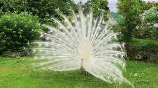 White Peacock  Opening Feathers [upl. by Underwood]