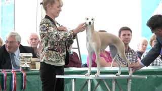 Windsor Championship Dog Show 2013  Hound group [upl. by Ruyam]