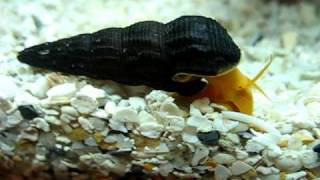 Orange rabbit Tylomelania sp sulawesi snail funny crawl [upl. by Kcyred]