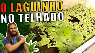 🔴COMO ESTÁ O LAGUINHO NO TELHADO DA MINHA CASA  AUTOCICLANTE DE KILLIFISH  Mr Betta [upl. by Kylen987]