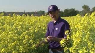 Canola in Kansas [upl. by Kcirdneh]