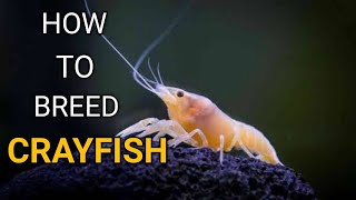 How to breed crayfish  Tips for sucessful breeding [upl. by Jeanine]