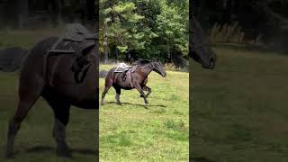 A Cowboys Last Wish Ride on His Favorite Horse at Bobbys Ranch [upl. by Enelyad]