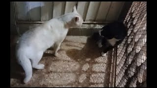 Epic Cats fighting with real sound Part 1 [upl. by Ilse]