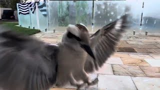 Kookaburra Local Birds Lovely Morning Greeting 🐦 [upl. by Denbrook]