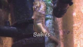 Seahorse courtingdancingegg exhangebabies [upl. by Wong]