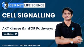 AKT Kinase amp mTOR Pathways in Cell Signalling  CSIR NET Exam Preparation  IFAS [upl. by Ynneg]