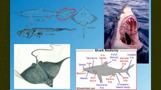 Vertebrate Diversity The Fish [upl. by Etnuhs]