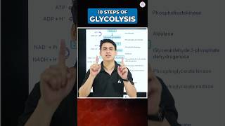 🔴10 STEPS OF GLYCOLYSIS ytshortsfeature shortsfeed neet2024 youtubeshorts sankalpbharat [upl. by Simsar]