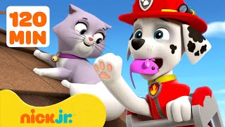 PAW Patrol Baby Animals Rescues amp Adventures w Marshall 3 🐱 2 Hours  Nick Jr [upl. by Elletnuahc]